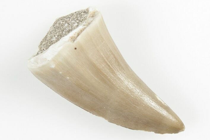 Fossil Mosasaur (Mosasaurus) Tooth - Morocco #200907